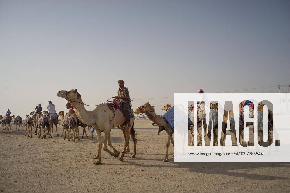 Preparing for a big race at the camel racing track, Al Shahiniya, north ...