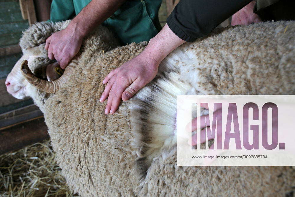 STAVROPOL TERRITORY, RUSSIA - MARCH 11, 2020: A fine-wool sheep at the ...