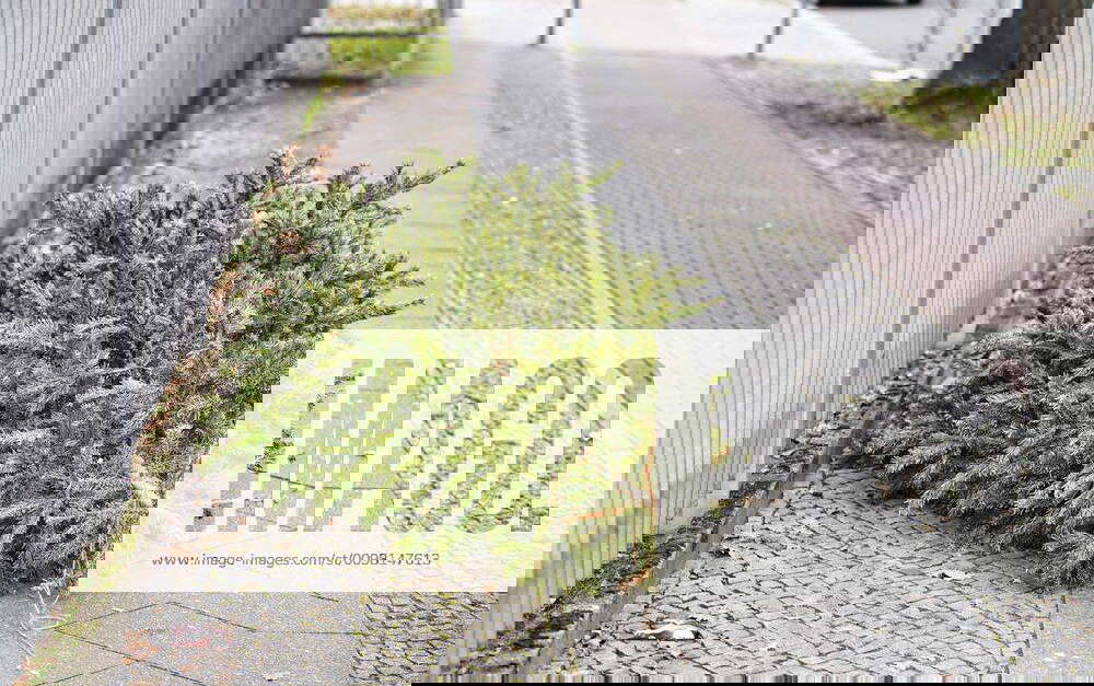 01 01 2020,New Year,Berlin,Germany,GER, Christmas trees waiting for