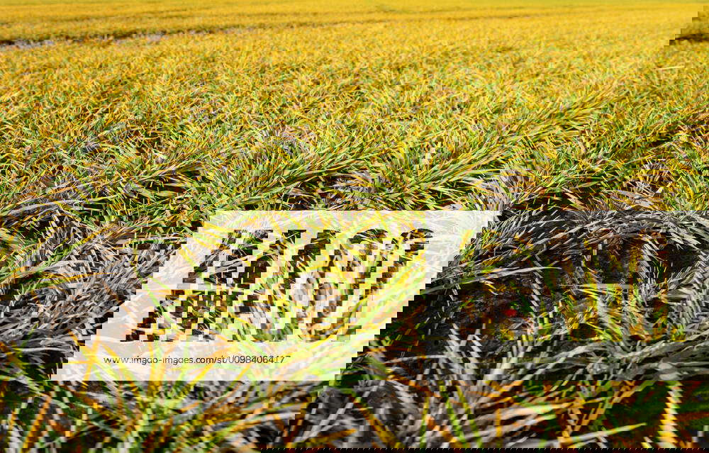 Arable farming, yellowed cereal leaves due to nutrient deficiency as a