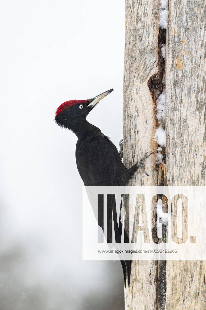 Black Woodpecker Dryocopus martius on tree trunk, Kuusamo, Finland, Europe