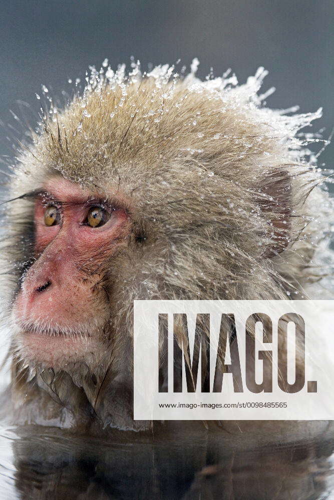 Snow monkey, Jigokudani Yaen-koen, Honshu, Japan