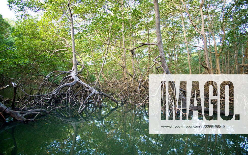 Mangue, manguezal, planície intertidal, tide, Growth of mangroves ...