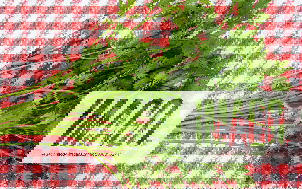 Parsley, Seasoning, Brazil xCopyrightxxTodosxosxdireitosxReservadosx