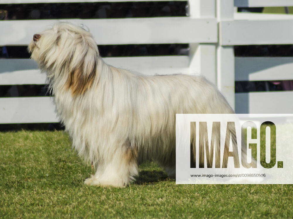 Bearded collie fashion fawn