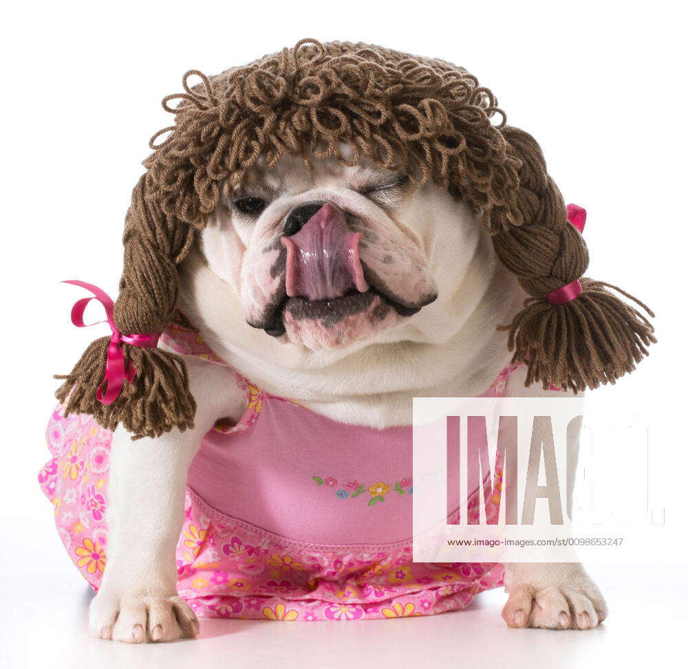 Female dog female dog english bulldog wearing pink dress and