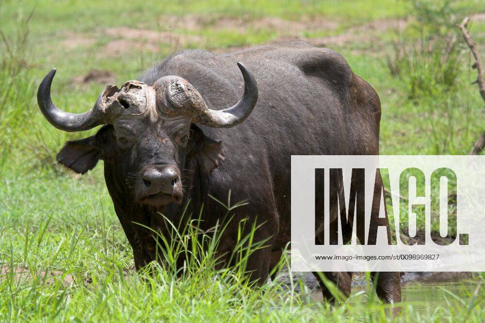 Broken horn Old buffalo bull with a broken horn Y