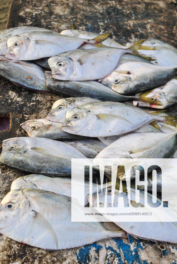 Peruvian moonfish or Carita Selene peruviana in the fish market