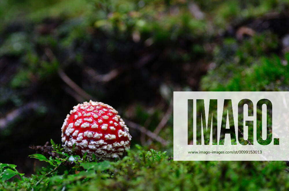 small-fly-agaric-small-fly-agaric-in-moss-and-forest-y