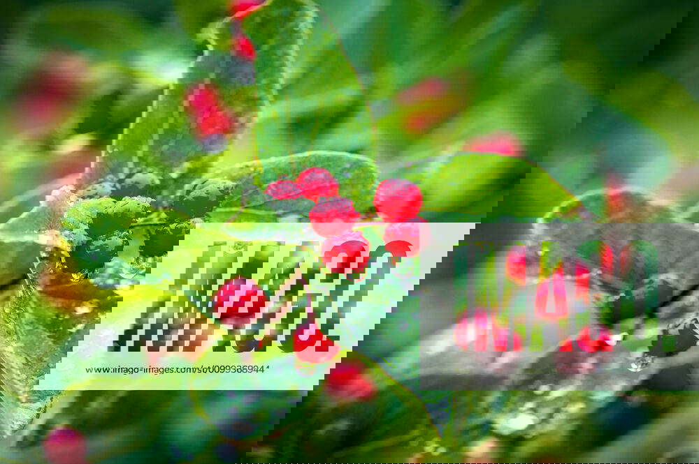 Red berries (Rhamnus Crocea) growing in the wild Fairbanks Alaska USA