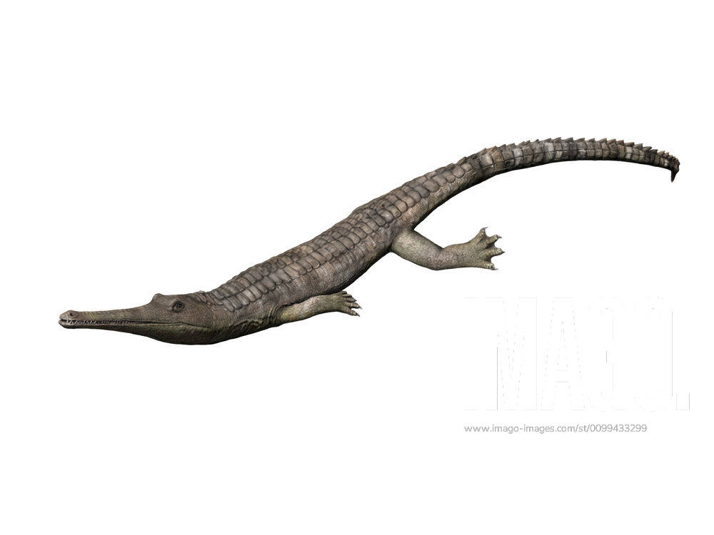 Steneosaurus bollensis, Thalattosuchia, Early Jurassic of Germany