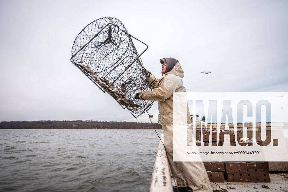 Waterman throwing out a hoop net filled with manhaden bait fish to catch  blue catfish on