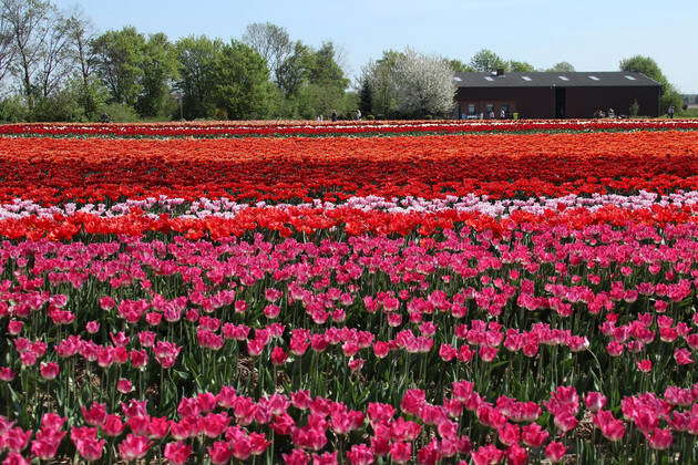 Grevenbroich Nature, flowers, tulips, tulip fields, 18 04 2020 Tulip ...