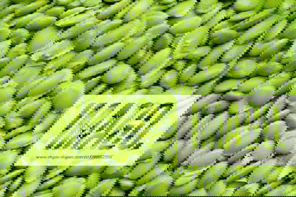 Fresh Edamame Fresh Edamame Y