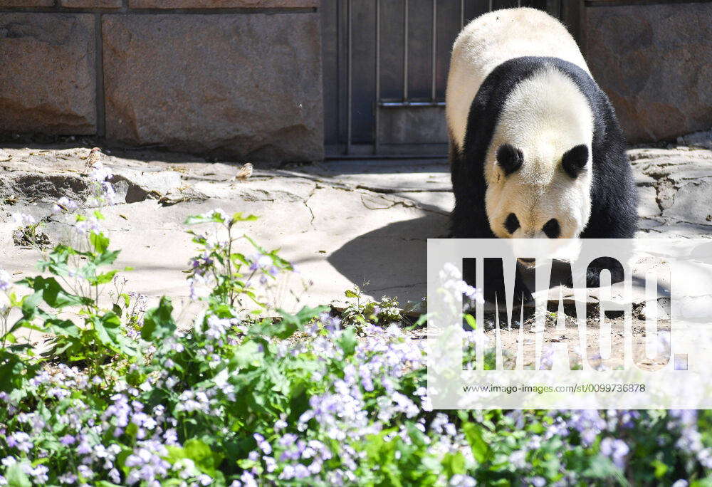 BEIJING, CHINA - APRIL 23: A giant panda walks at Beijing Zoo on April ...