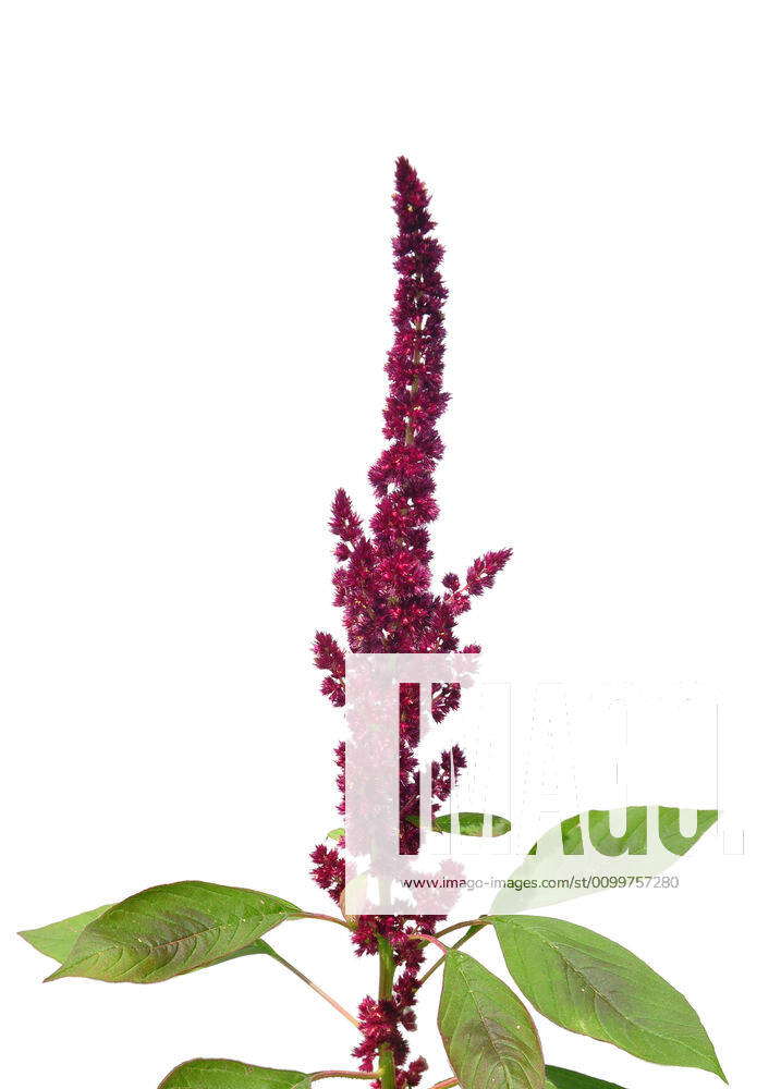 Red amaranth (Amaranthus cruentus) Red amaranth (Amaranthus cruentus) Y