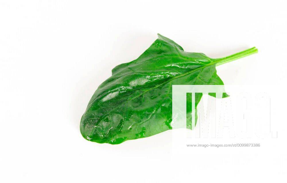 Fresh spinach, high protein and amino acids xFotosearchxLBRFx xJniex