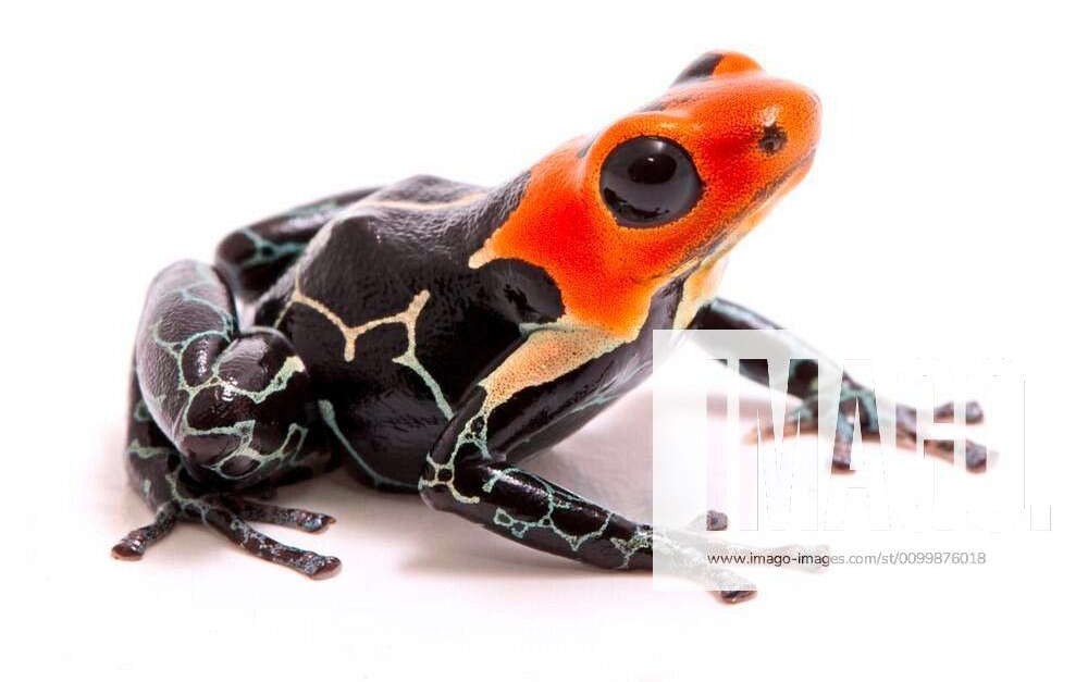 Red headed poison dart or arrow frog, Ranitomeya fantastica. A ...