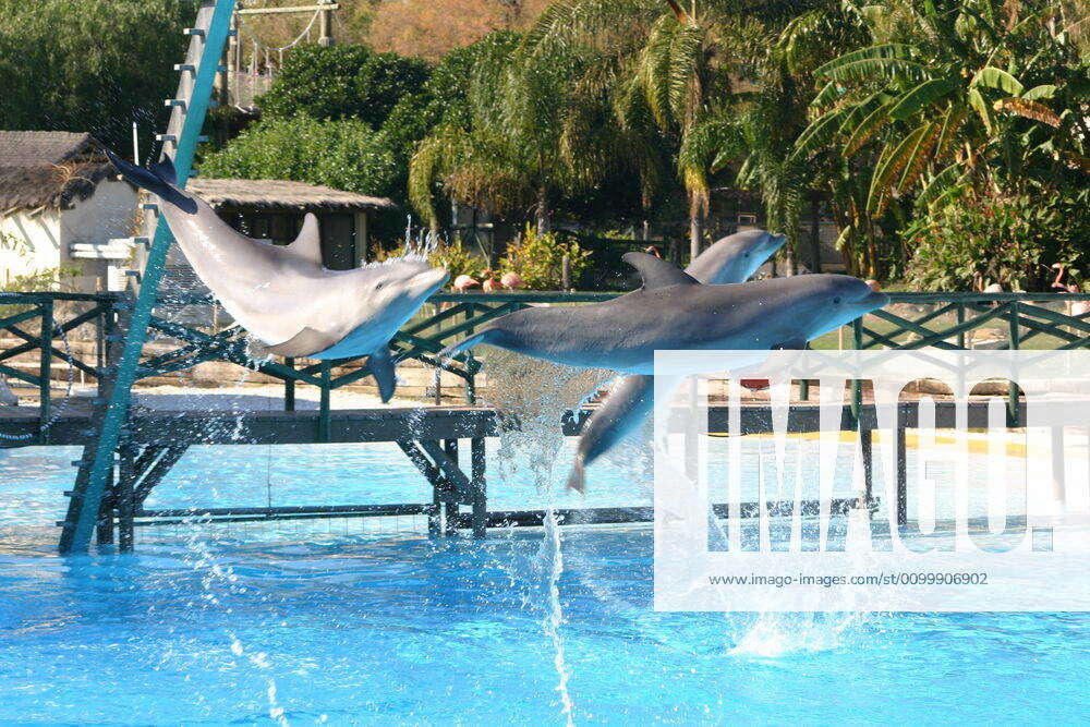 Leaping dolphins dolphins leaping out of the pool water Y