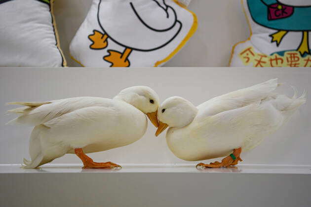 Cole ducks stand on a table in a cole duck experience store in ...