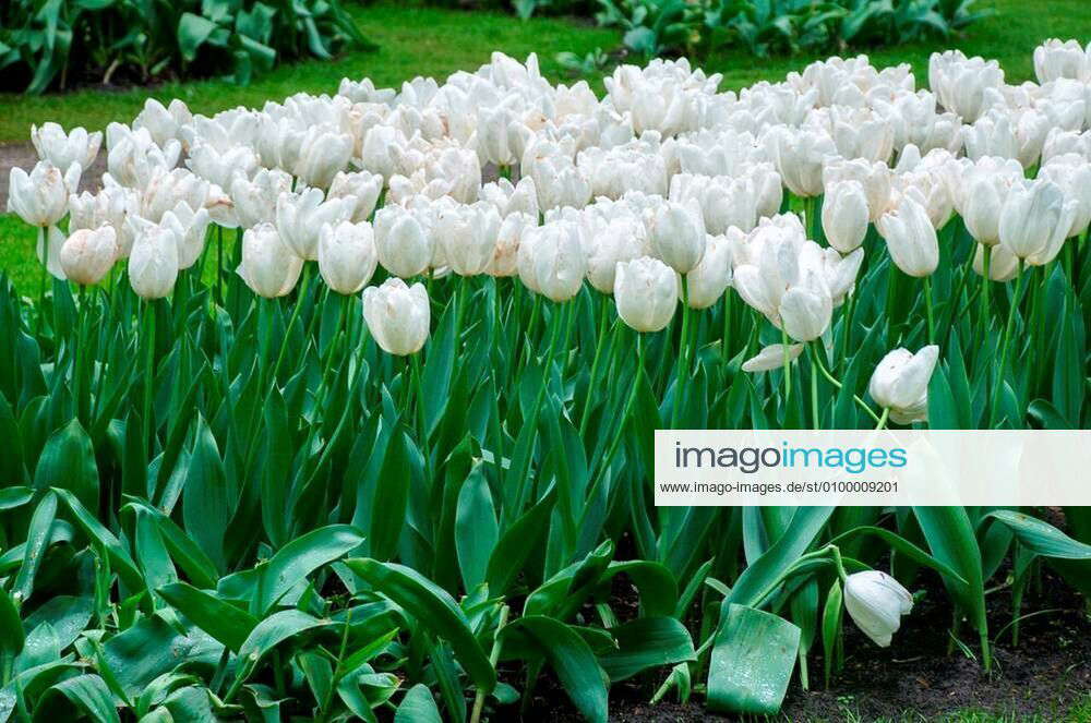 colorful-flowers-grow-in-keukenhof-garden-in-the-netherlands