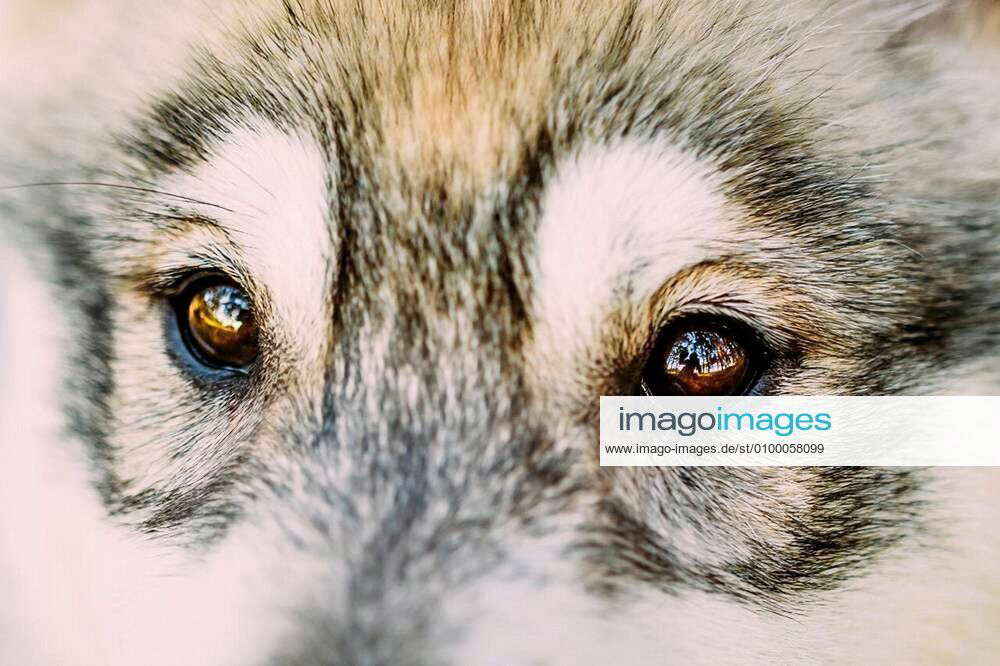 Close Up Of Eyes Of Husky Dog Puppy Whelp xFotosearchxLBRFx xryhorx