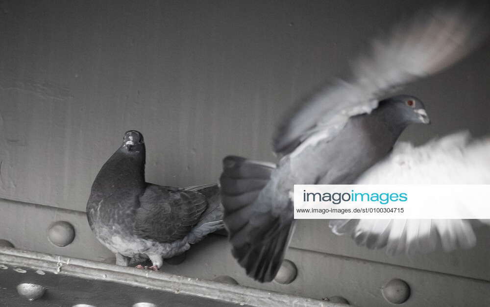Taubenplage, Gesundheitsgefährdung durch Taubenkot, Taube, Symbolfoto ...