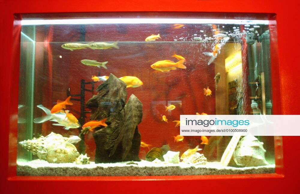 1 Fish in the aquarium, goldfish, ornamental fish live in Ikea