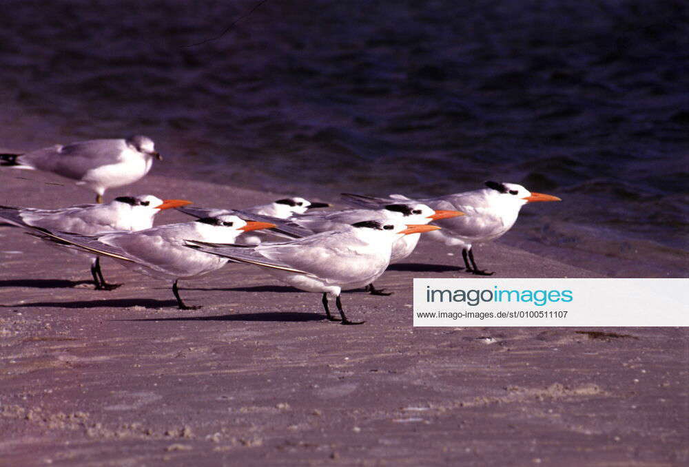 1 Gulls at the Gulf of Mexico in Florida, bird in the wind, headwind ...