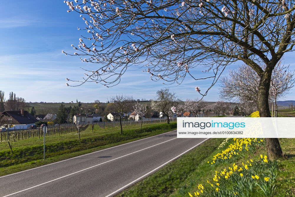 daffodils,road,almond tree