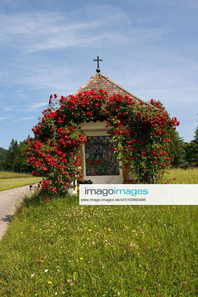 chapel,climbing rose