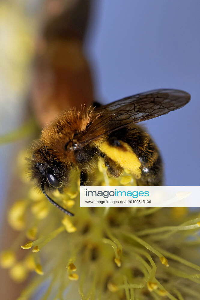 bee,pollinate,Red mason bee