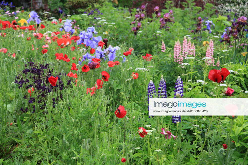 Wild Flower,cottage Garden