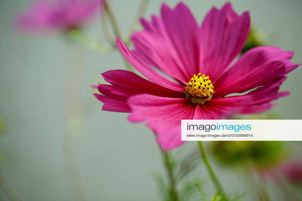 flower,jewelry cosmos flower