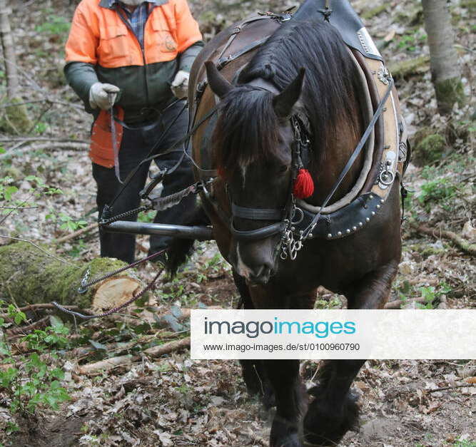 24 04 2020, Angermuende, Brandenburg, GER Wooden packhorse in action
