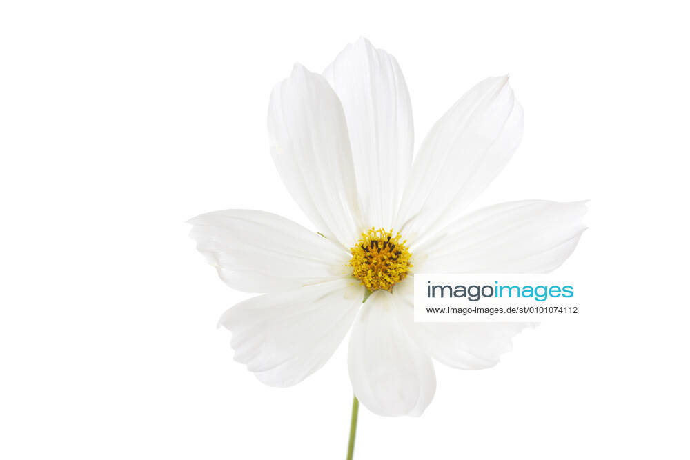 jewelry cosmos flower