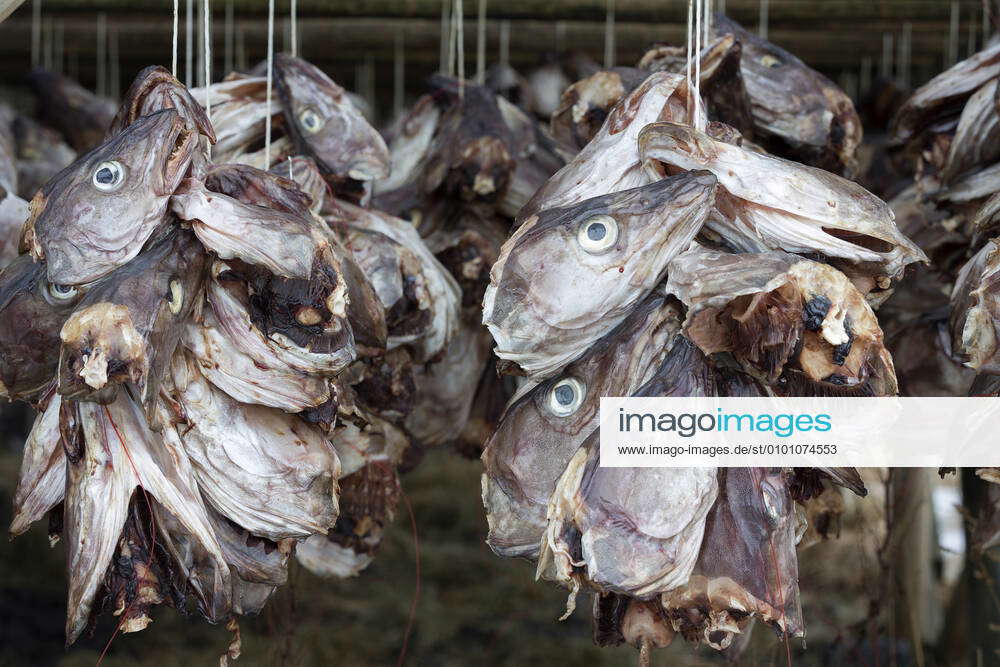 Cod Stockfish Head