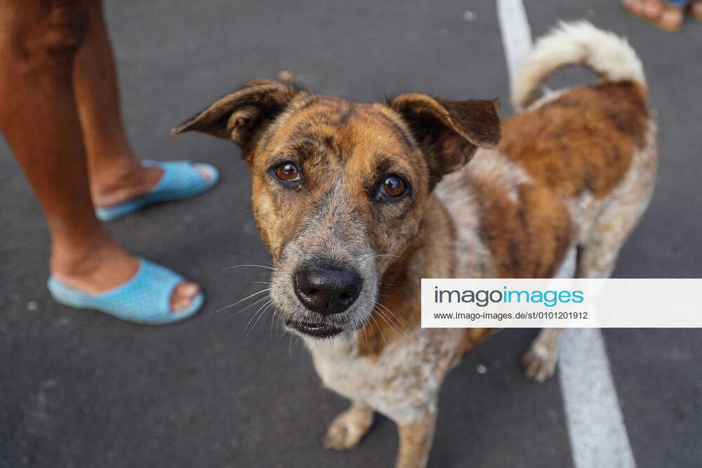 May 26, 2020, Denpasar, Bali, Indonesia A volunteer feeds the street