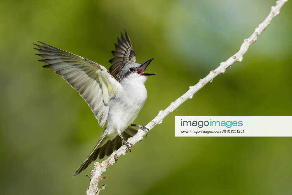 Grey Tyrant, Grey Tyrant Tyrannus dominicensis , mating male, USA ...