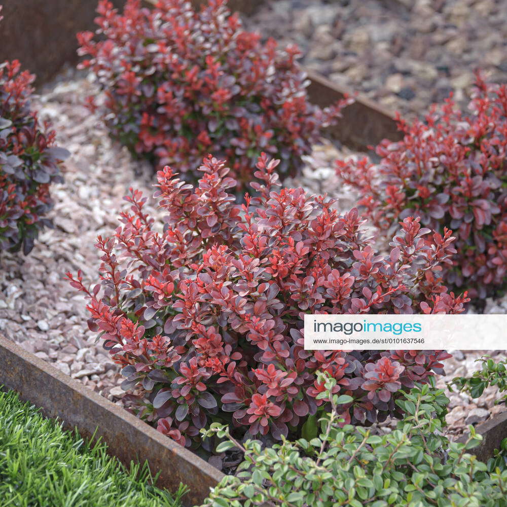 Dwarf bloodberry Berberis thunbergii Atropurpurea Nana McPHRM