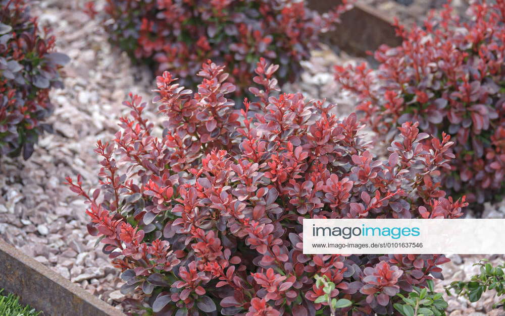 Dwarf bloodberry Berberis thunbergii Atropurpurea Nana McPHRM