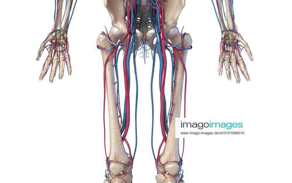 Human body anatomy. Hip, legs and hands Skeleton with veins and ...