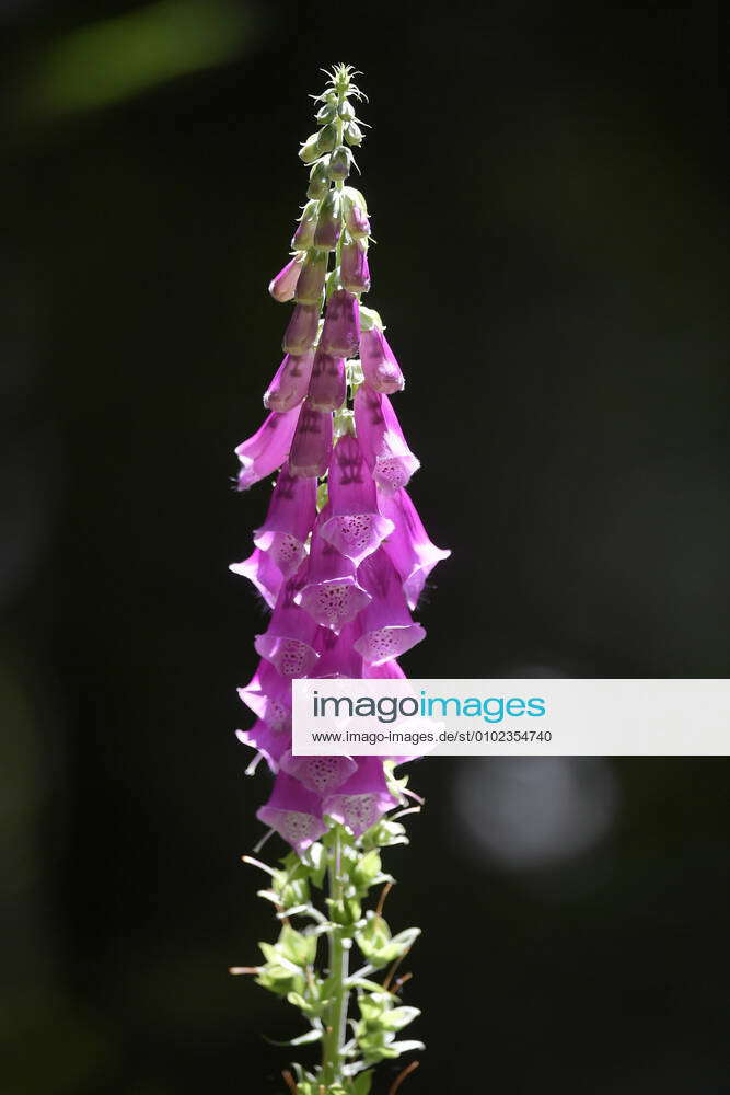 11 07 2020, Mindelheim in Lower Allgaeu, medicinal plant red foxglove ...