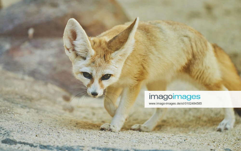 Fennec, desert fox, desert fox Fennecus zerda, Vulpes zerda , on the ...