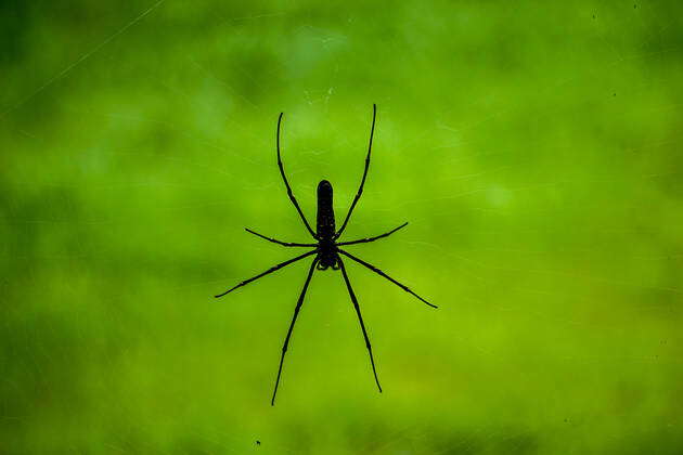 Guangdong giant bird-catching spider