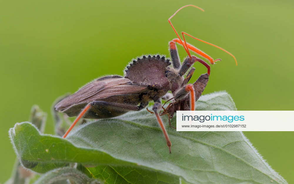 Assassin Bug - What Species? - Arilus cristatus 