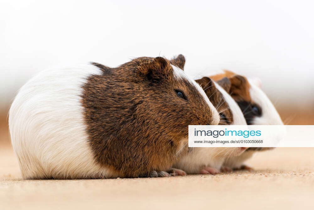 Three guinea pigs on a concrete pavement