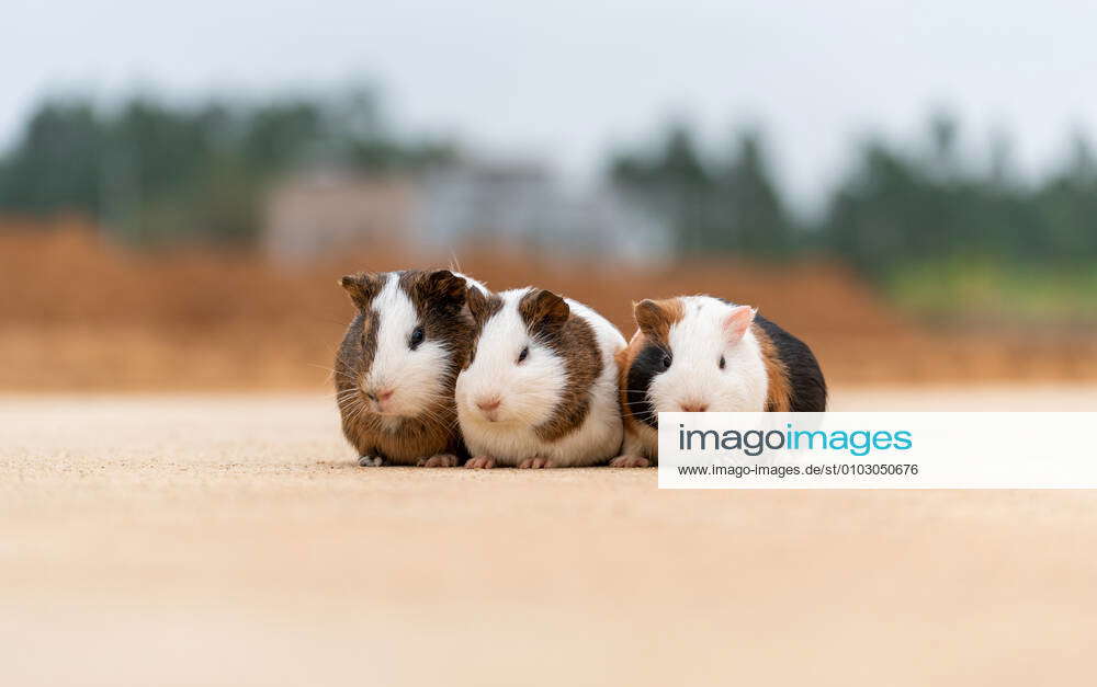Three guinea pigs on a concrete pavement