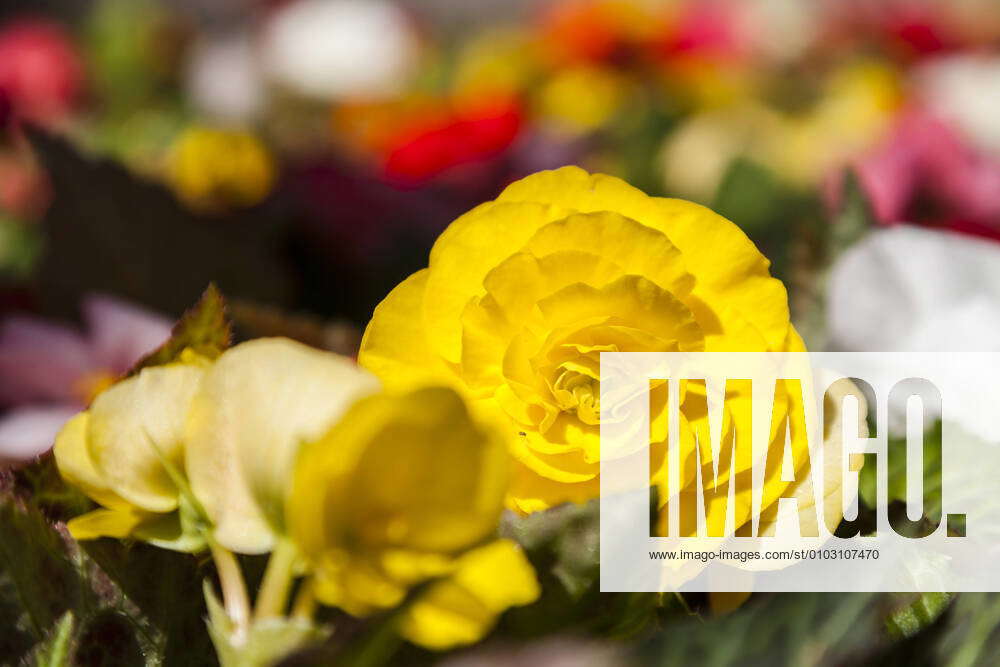 Germany, Hesse, Mannheim, Tuberous begonias flower, close up