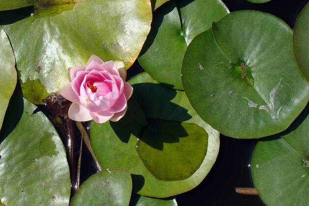 BUCHACH, UKRAINE - AUGUST 17, 2020 - A water lily grows in a pond on ...